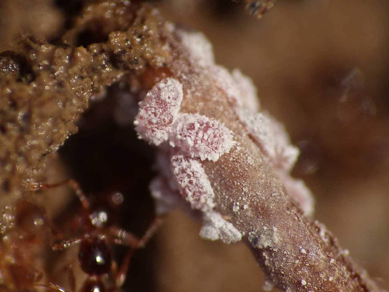 Micrococcus sp. ospiti di Pheidole sp. - S. Severa (RM)